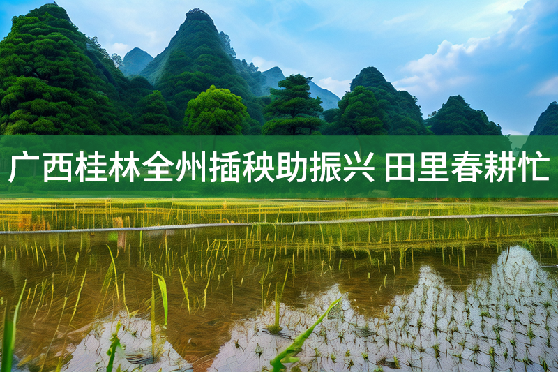 廣西桂林全州插秧助振興 田里春耕忙