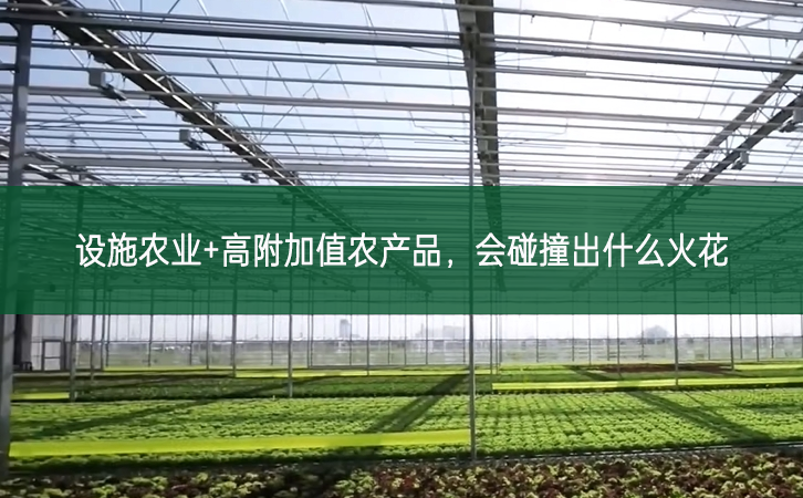 設(shè)施農(nóng)業(yè)+高附加值農(nóng)產(chǎn)品，會碰撞出什么火花