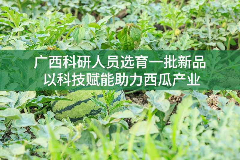 廣西科研人員選育一批新品，以科技賦能助力西瓜產業(yè)