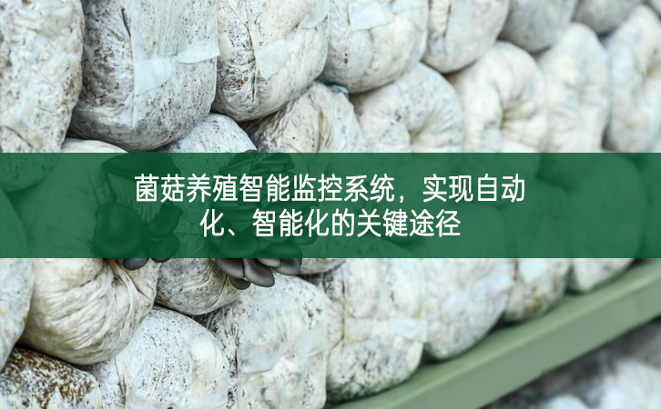 菌菇養殖智能監控系統，實現自動化、智能化的關鍵途徑