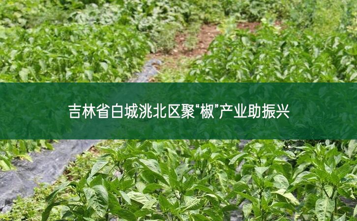 ?吉林省白城洮北區 聚“椒”產業助振興