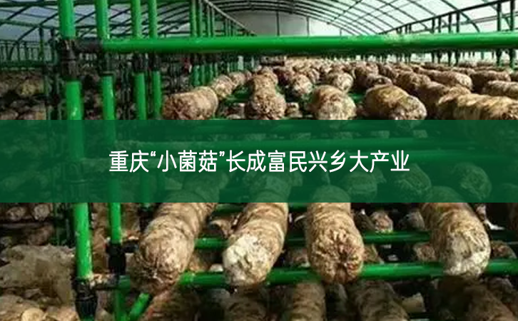 重慶“小菌菇”長(zhǎng)成富民興鄉(xiāng)大產(chǎn)業(yè)