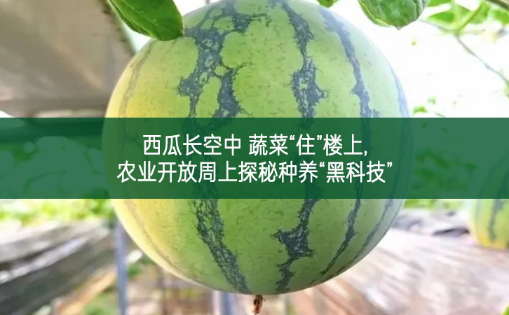 西瓜長(zhǎng)空中 蔬菜“住”樓上 農(nóng)業(yè)開(kāi)放周上探秘種養(yǎng)“黑科技”