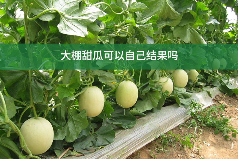 大棚甜瓜可以自己結果嗎