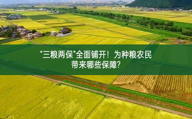 “三糧兩保”全面鋪開！為種糧農(nóng)民帶來哪些保障?