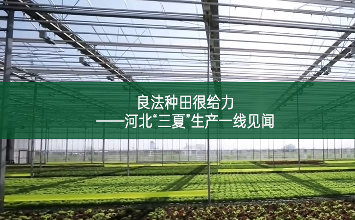 良法種田很給力 ——河北“三夏”生產(chǎn)一線見聞