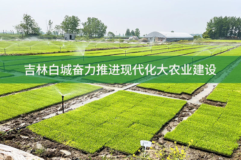 吉林白城奮力推進(jìn)現(xiàn)代化大農(nóng)業(yè)建設(shè)