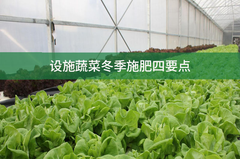 設(shè)施蔬菜冬季施肥四要點(diǎn)