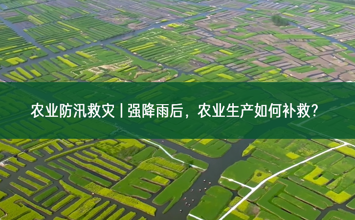 農業防汛救災 | 強降雨后，農業生產如何補救？