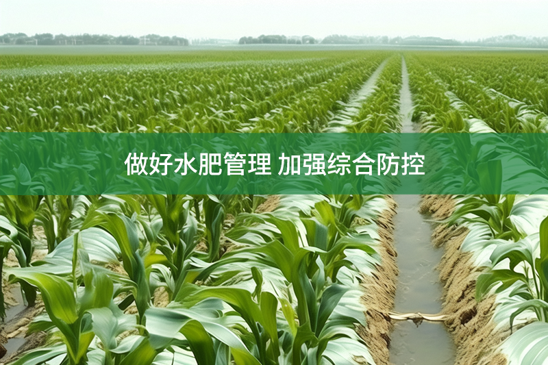 做好水肥管理 加強綜合防控