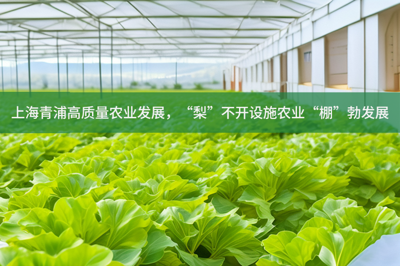 上海青浦高質量農業發展，“梨”不開設施農業“棚”勃發展