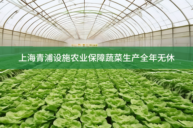 上海青浦設(shè)施農(nóng)業(yè)保障蔬菜生產(chǎn)全年無(wú)休