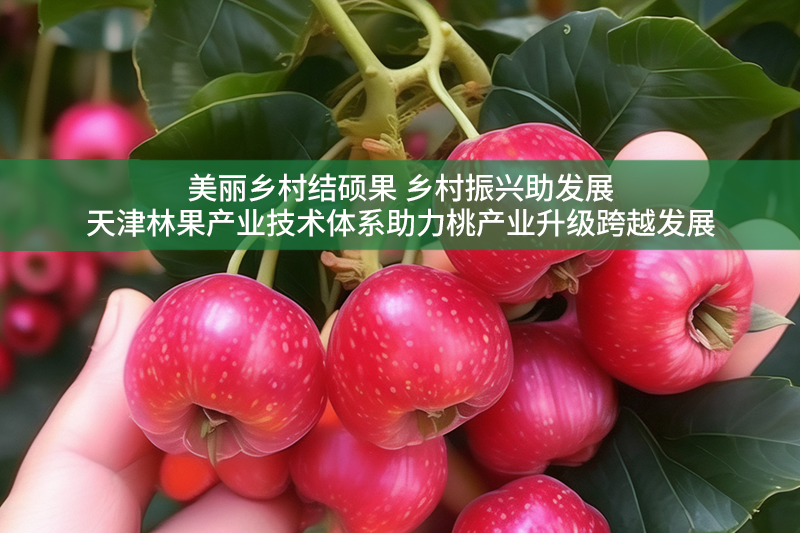 美麗鄉村結碩果 鄉村振興助發展——天津林果產業技術體系助力桃產業升級跨越發展