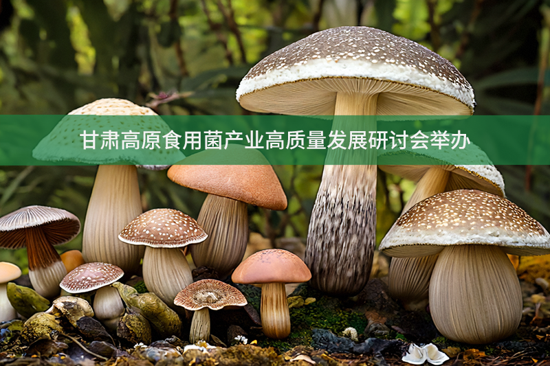 甘肅高原食用菌產業高質量發展研討會舉辦