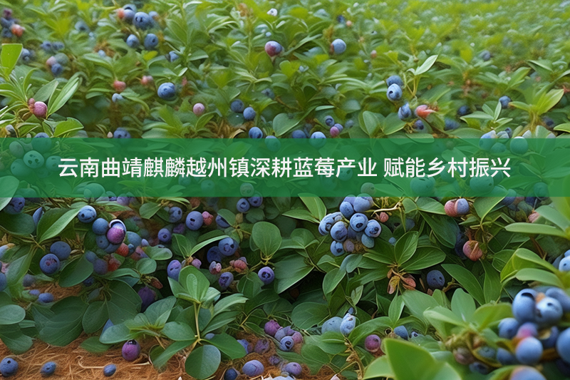 云南曲靖麒麟越州鎮(zhèn)深耕藍莓產業(yè) 賦能鄉(xiāng)村振興