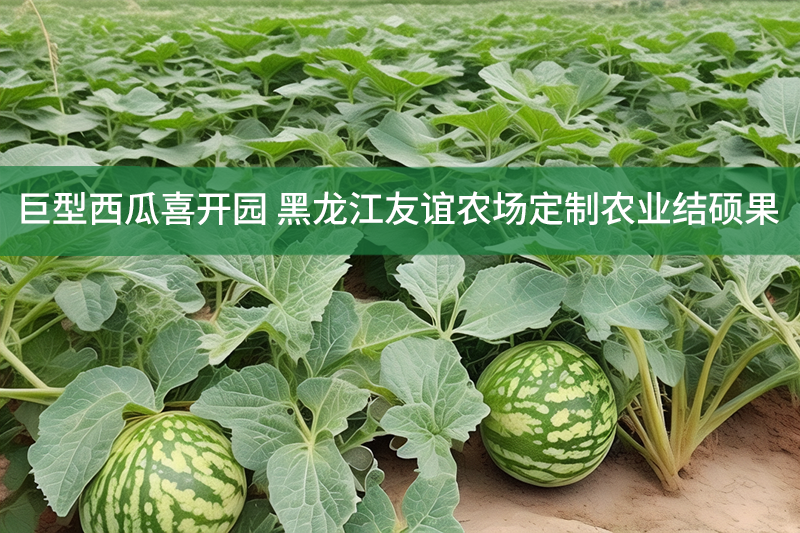 巨型西瓜喜開園 黑龍江友誼農場定制農業(yè)結碩果