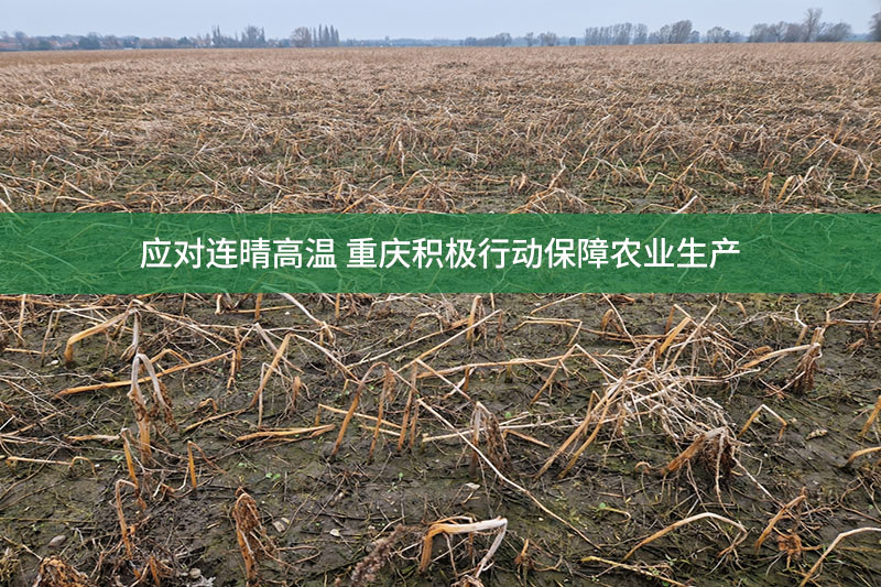 應對連晴高溫 重慶積極行動保障農業生產