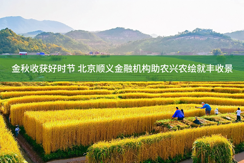 金秋收獲好時節 北京順義金融機構助農興農繪就豐收景