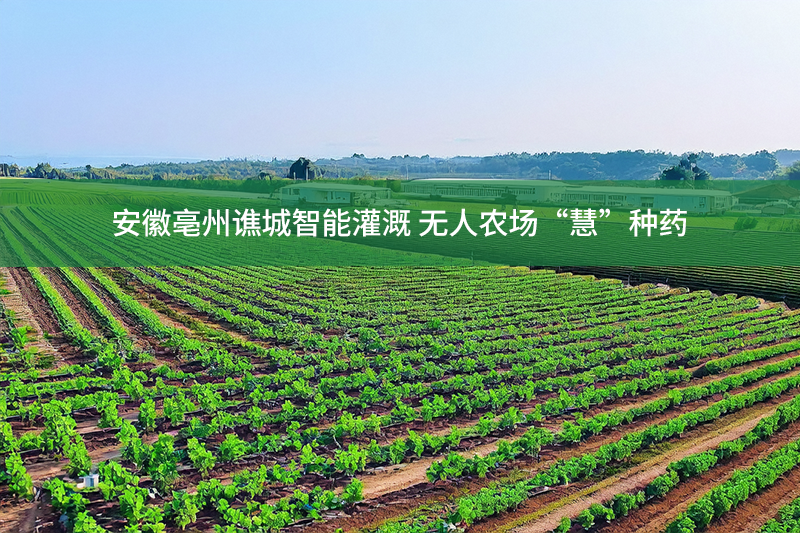安徽亳州譙城智能灌溉 無人農場“慧”種藥