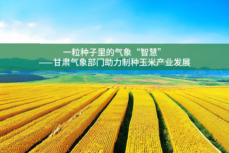 一粒種子里的氣象“智慧”——甘肅氣象部門助力制種玉米產業發展