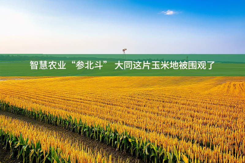 智慧農業“參北斗” 大同這片玉米地被圍觀了