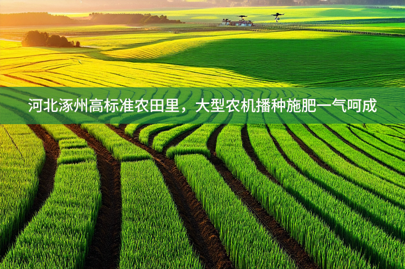河北涿州高標準農田里，大型農機播種施肥一氣呵成