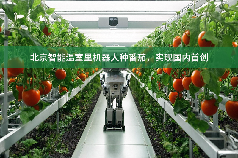 北京智能溫室里機器人種番茄，實現國內首創