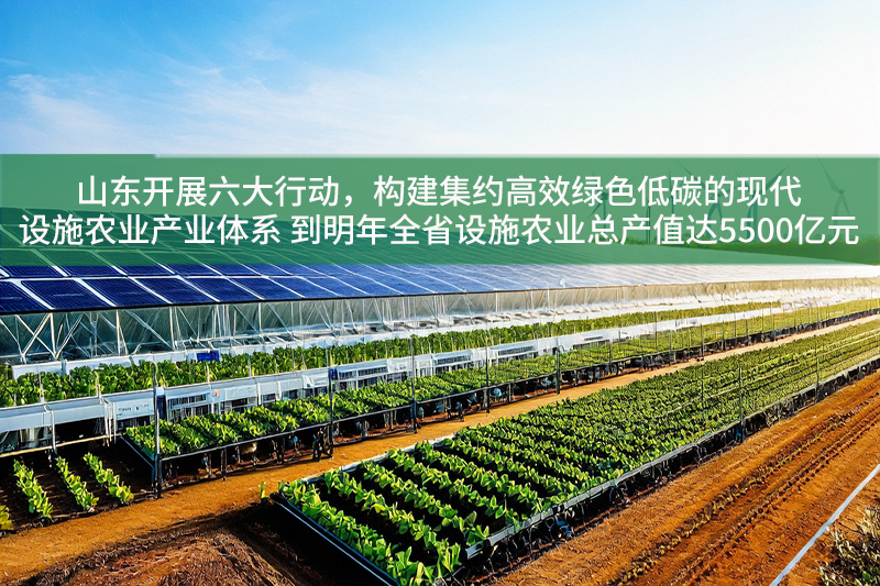 山東開展六大行動，構(gòu)建集約高效綠色低碳的現(xiàn)代設(shè)施農(nóng)業(yè)產(chǎn)業(yè)體系 到明年全省設(shè)施農(nóng)業(yè)總產(chǎn)值達5500億元