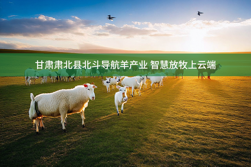 甘肅肅北縣北斗導航羊產業 智慧放牧上云端