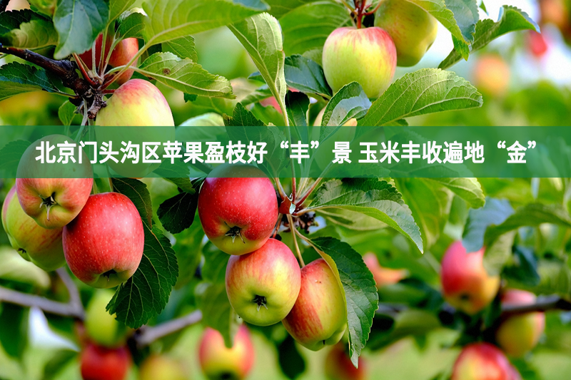 北京門頭溝區(qū)蘋果盈枝好“豐”景 玉米豐收遍地“金”