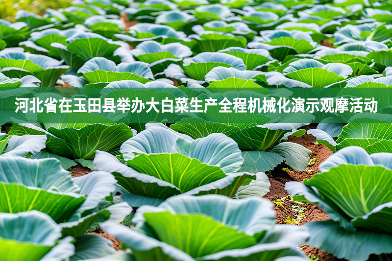 河北省在玉田縣舉辦大白菜生產(chǎn)全程機(jī)械化演示觀摩活動(dòng)