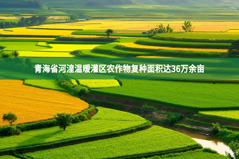 青海省河湟溫暖灌區農作物復種面積達36萬余畝