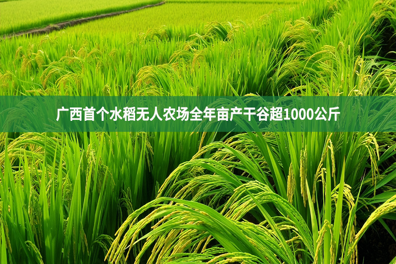 廣西首個水稻無人農場全年畝產干谷超1000公斤