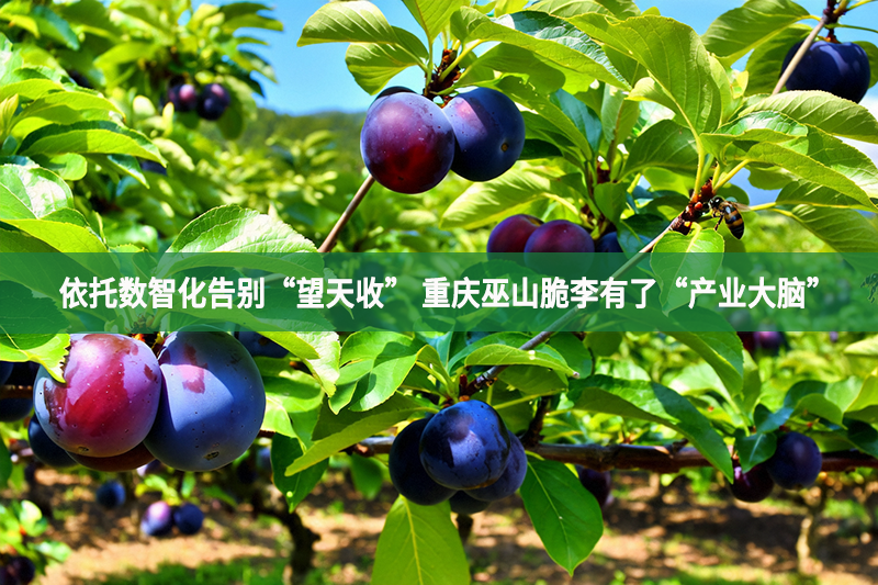 依托數(shù)智化告別“望天收” 重慶巫山脆李有了“產(chǎn)業(yè)大腦”