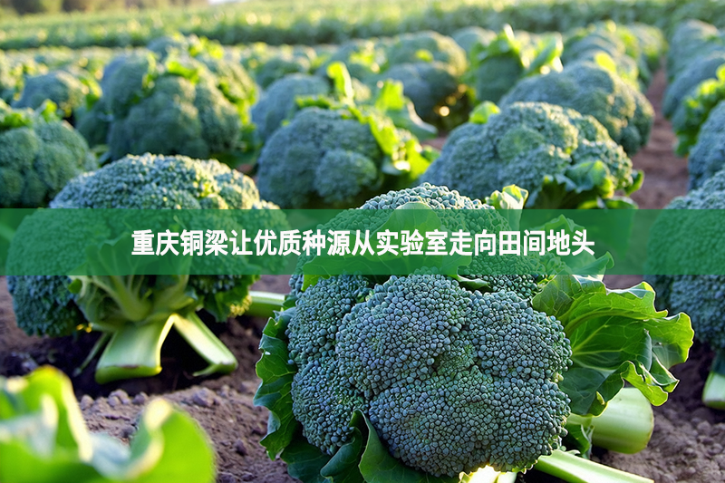 重慶銅梁讓優(yōu)質(zhì)種源從實(shí)驗(yàn)室走向田間地頭