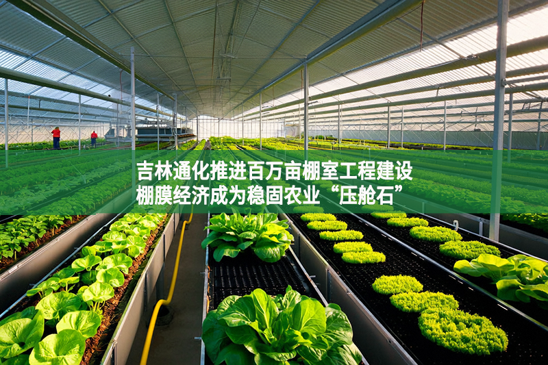 吉林通化推進百萬畝棚室工程建設 棚膜經濟成為穩固農業“壓艙石”