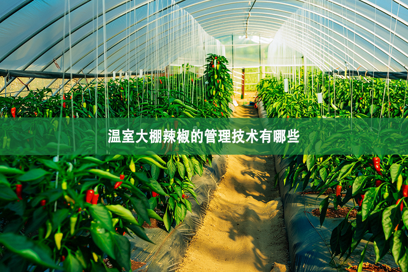 溫室大棚辣椒的管理技術有哪些