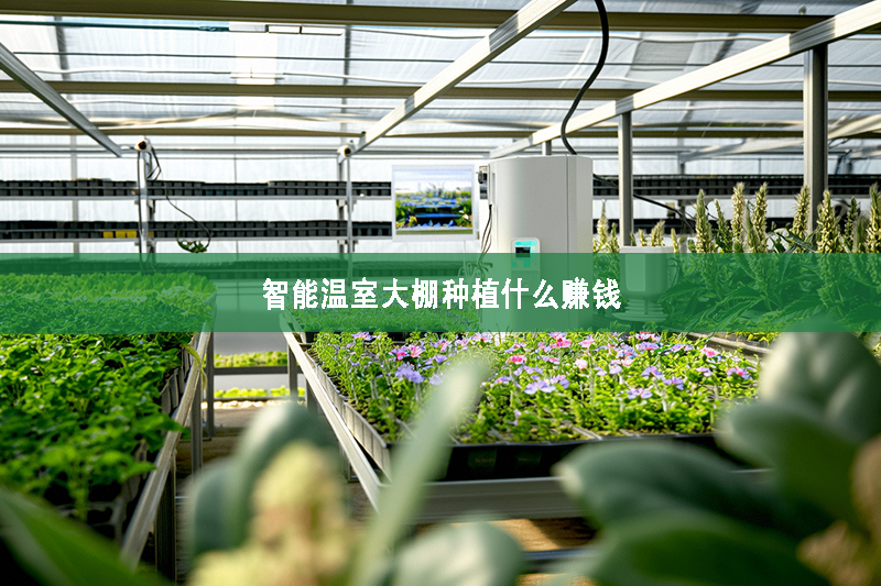 智能溫室大棚種植什么能賺錢
