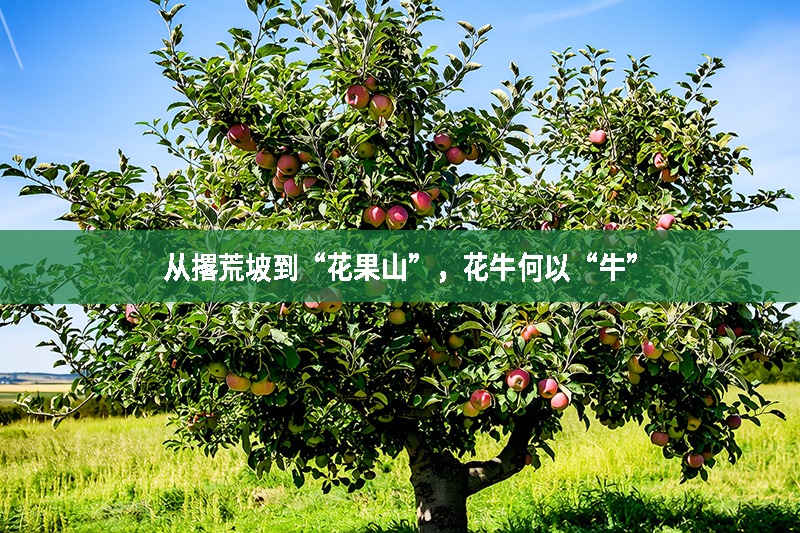 從撂荒坡到“花果山”，花牛何以“牛”