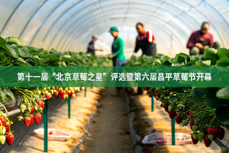 第十一屆“北京草莓之星”評(píng)選暨第六屆昌平草莓節(jié)開幕