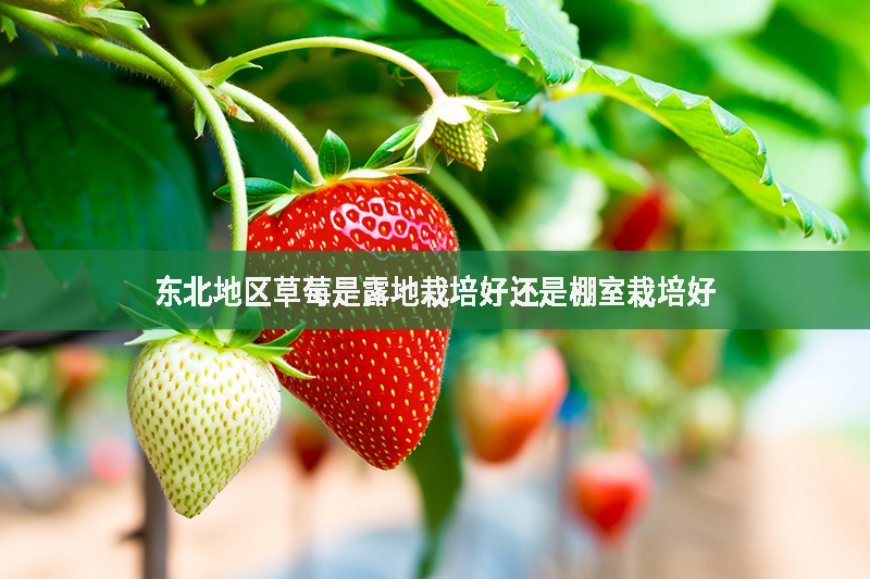 東北地區草莓是露地栽培好還是棚室栽培好?