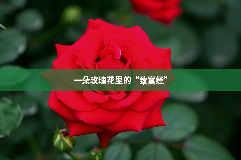 一朵玫瑰花里的“致富經”