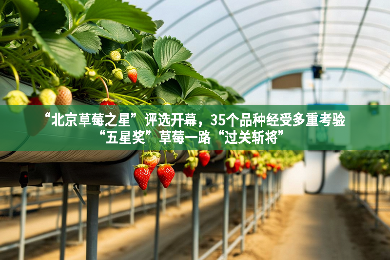 “北京草莓之星”評(píng)選開幕，35個(gè)品種經(jīng)受多重考驗(yàn)“五星獎(jiǎng)”草莓一路“過關(guān)斬將”