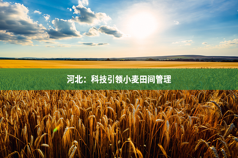 河北：科技引領小麥田間管理