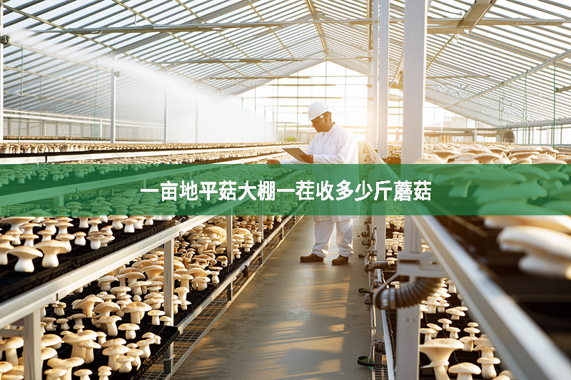 一畝地平菇大棚一茬收多少斤蘑菇?