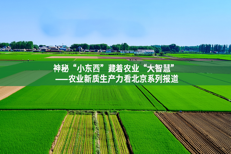 神秘“小東西”藏著農(nóng)業(yè)“大智慧” ——農(nóng)業(yè)新質(zhì)生產(chǎn)力看北京系列報(bào)道