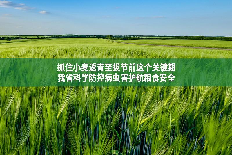 抓住小麥返青至拔節前這個關鍵期 我省科學防控病蟲害護航糧食安全