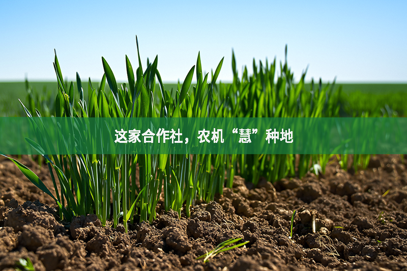 這家合作社，農機“慧”種地