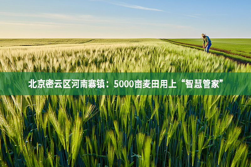 北京密云區(qū)河南寨鎮(zhèn)：5000畝麥田用上“智慧管家”