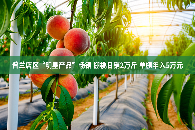普蘭店區“明星產品”暢銷 棚桃日銷2萬斤 單棚年入5萬元